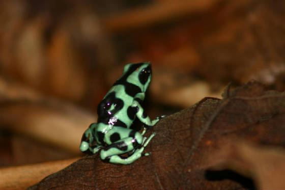 poisondartfrog.jpg