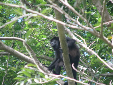 howlermonkey.jpg