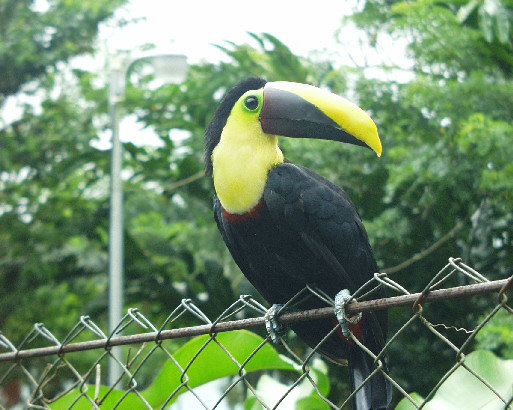 toucan.jpg